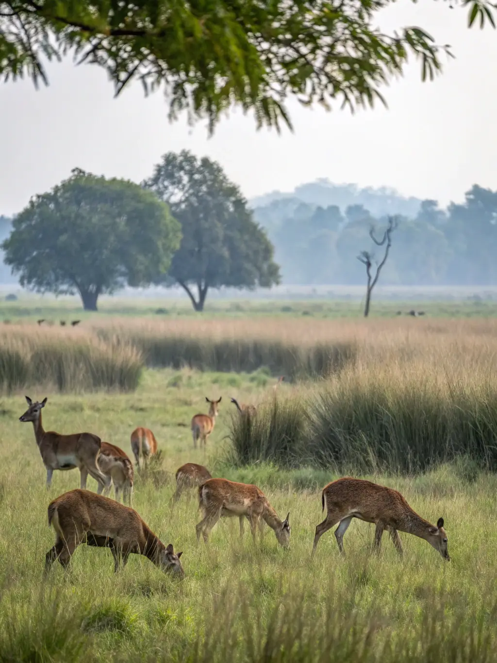 A photograph depicting a healthy population of deer grazing in a managed hunting area, illustrating the success of SOCIETE DE CHASSE DE SURIS's wildlife management strategies.